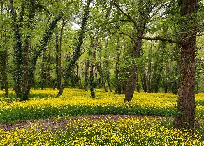 מלון Elitsa אלבנה